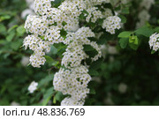Спирея Белая Невеста (Вангутта) Стоковое фото, фотограф Juliya Bogdanova / Фотобанк Лори