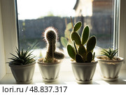 Beautiful Indoor Succulent Plants on a Window Sill Bathed in Warm Sunlights Glow. Стоковое фото, фотограф Ольга Коваленко / Фотобанк Лори