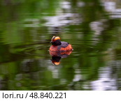 Horned grebe swimming in a dark lake. Стоковое фото, фотограф Саблин Станислав / Фотобанк Лори