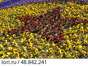 Узор в цветнике в виде звезды. Анютины глазки (Viola tricolor) Стоковое фото, фотограф Ирина Борсученко / Фотобанк Лори