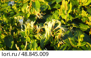 Lonicera japonica, Japanese honeysuckle and golden-and-silver honeysuckle, is a species of honeysuckle native to Asia. Ornamental plant used in traditional Chinese medicine. White yellow flowers. Стоковое фото, фотограф Юлия Петровская / Фотобанк Лори