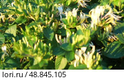 Lonicera japonica, Japanese honeysuckle and golden-and-silver honeysuckle, is a species of honeysuckle native to Asia. Ornamental plant used in traditional Chinese medicine. White yellow flowers. Стоковое видео, видеограф Юлия Петровская / Фотобанк Лори
