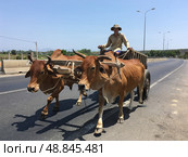 Vietnamese farmer moves on cart with bullocks (2018 год). Редакционное фото, фотограф Александр Подшивалов / Фотобанк Лори