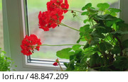 Geranium red flower. Beautiful geranium flowers blooming on a windowsill, indoors. Nature. Geranium Peltatum Grow in a Pot. Pelargonium flower in apartment. High quality 4k footage. Natural ambiance. Стоковое видео, видеограф Марина Демидюк / Фотобанк Лори