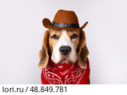 Beagle dog wearing cowboy hat and bandana poses for a fun portrait in a studio setting. Стоковое фото, фотограф Виктория Тельминова / Фотобанк Лори