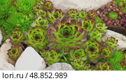Houseleeks. Echeveria succulents in the stones. Sedum Cactus growing outdoors in a garden rockery backyard. Blooming Ornamental Sempervivum, Hen and Chicks plant with green, red purple petal tips. Стоковое видео, видеограф Марина Демидюк / Фотобанк Лори