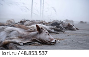 Cattle carcasses in dust-filled windstorm scene. Water crisis and water shortage in summer during long drought is a global problem of drought on the planet. Стоковое AI-изображение, AI-художник ALLA YURTAYEVA / Фотобанк Лори