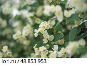 Close-up of white jasmine flowers in the garden. A flowering jasmine bush on a sunny summer day. T. Стоковое фото, фотограф Алина Лебедь / Фотобанк Лори