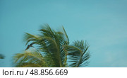 A pelican soars over palm treetops under a bright clear blue sky. Стоковое видео, видеограф Igor Tichonow / Фотобанк Лори