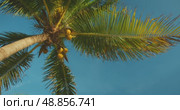 Coconut palm tree with clusters of ripe coconuts under clear blue tropical sky. Стоковое видео, видеограф Igor Tichonow / Фотобанк Лори