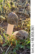 Веселка обыкновенная (Phallus impudicus) Стоковое фото, фотограф Марина Володько / Фотобанк Лори