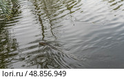 A wild monitor lizard salvator varanus swims in a pond. A head, eyes, and patterned reptilian skin are visible above the water. Circles on the surface. Palm leaves in the upper left corner. Malaysia. Стоковое фото, фотограф Вера Ивановна Кубарева / Фотобанк Лори