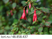 Fuchsia magellanica with striking pink and purple flowers, a hardy ornamental species in the Onagraceae family, grown in temperate gardens. Стоковое фото, фотограф Татьяна Терехина / Фотобанк Лори