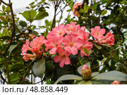 Vireya rhododendrons in bloom, tropical ornamental plants from southeastern Asia, part of the Ericaceae family, growing in lush natural surroundings. Стоковое фото, фотограф Татьяна Терехина / Фотобанк Лори