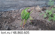 A small cedar tree sprout with a shell, growing from a nut. Macro. Стоковое видео, видеограф Хорошилова Светлана / Фотобанк Лори