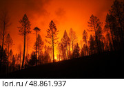 Forest fire with trees against glowing orange flames and smoke, dramatic scene of natural destruction and impact of wildfires. Стоковое AI-изображение, AI-художник Павел Муравьев / Фотобанк Лори