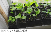 Vegetables seedlings. Young plants sprout growing in seed trays, in pots indoor. Early plant development. Green Tomato, pepper plant recently germinated and ready for thinning. Home gardening concept. Стоковое видео, видеограф Марина Демидюк / Фотобанк Лори