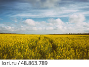 Бескрайнее поле золотого рапса под голубым небом. Стоковое фото, фотограф Ременюк Анна / Фотобанк Лори
