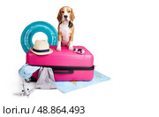 A beagle dog in a straw hat at a suitcase. Стоковое фото, фотограф Виктория Тельминова / Фотобанк Лори