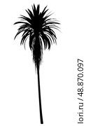 silhouette of mountain cabbage palm tree isolated on white background. Стоковое фото, агентство Ingram Publishing / Фотобанк Лори