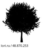 silhouette of orange tree isolated on white background. Стоковое фото, агентство Ingram Publishing / Фотобанк Лори