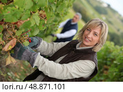 vine harvest. Стоковое фото, агентство Ingram Publishing / Фотобанк Лори