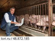 Man with pigs. Стоковое фото, агентство Ingram Publishing / Фотобанк Лори