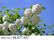 Blooming Viburnum vulgare Buldenezh (Roseum) in spring against background of blue sky. Стоковое фото, фотограф Алексей Антипов / Фотобанк Лори