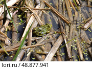 Green pond frog (Pelophylax lessonae) in spring. Стоковое фото, фотограф Алексей Антипов / Фотобанк Лори