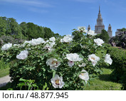 View of Main Building of Moscow State University from territory of Botanical Garden of Biological Faculty of Moscow State University with blooming tree or semi-shrub peonies in spring in May. Стоковое фото, фотограф Алексей Антипов / Фотобанк Лори