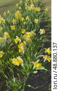 Vertical video of beautiful floral background of spring flowerbed with fresh yellow daffodils (Lat. Narcissus) on May day. Saint Petersburg, city park on Elagin Island. Scenic city landscape. Top view. Стоковое видео, видеограф Виктория Катьянова / Фотобанк Лори