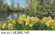 St. Petersburg in spring. Video of beautiful city park on Elagin Island is decorated with spring flowerbed with yellow daffodils on bank of pond with shady trees on sunny May day. Natural background. Стоковое видео, видеограф Виктория Катьянова / Фотобанк Лори
