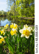St. Petersburg in spring. The beautiful city park on Elagin Island is decorated with spring flowerbeds with yellow daffodils on the bank of a pond with shady trees on a sunny May day. Cozy urban environment. Стоковое фото, фотограф Виктория Катьянова / Фотобанк Лори