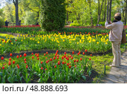 SAINT PETERSBURG, RUSSIA - May 19, 2025: People walk in beautiful city park on popular Elagin Island and take pictures of spring flower beds with red tulips and yellow daffodils on their on mobile phones. Редакционное фото, фотограф Виктория Катьянова / Фотобанк Лори