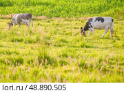 Cows graze on a juicy meadow on a summer day. Стоковое фото, фотограф Дмитрий Попов / Фотобанк Лори