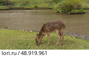 A deer Rusa Cervus timorensis is quietly grazing in a meadow by the lake. The head is lowered to the grass. Side view. Green vegetation. Mauritius. La Vallée Des Couleurs Nature Park. Стоковое фото, фотограф Вера Ивановна Кубарева / Фотобанк Лори