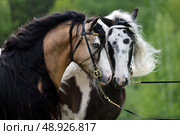 Pair of a Tinker horse portrait on summer fields background. Пара лошадей породы Тинкер на зеленом фоне летней природы. Стоковое фото, фотограф Михаил Кондрашов / Фотобанк Лори