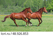 Beautiful bay racing horses running on the summer green meadow. Пара красивых рыжих спортивных скаковых лошадей бежит по траве на зеленом лугу летом. Стоковое фото, фотограф Михаил Кондрашов / Фотобанк Лори
