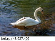 The mute swan with cygnet on the river Liffey on spring time, Celbridge, Ireland. Стоковое фото, фотограф Татьяна Кахилл / Фотобанк Лори
