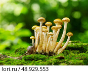 mushrooms honey agaric in a forest. Стоковое фото, агентство Ingram Publishing / Фотобанк Лори