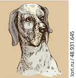 Dalmatian head - hand drawn illustration -sketch in vintage style. Стоковая иллюстрация, агентство Ingram Publishing / Фотобанк Лори
