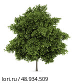 small-leaved lime tree isolated on white background. Стоковое фото, агентство Ingram Publishing / Фотобанк Лори