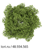 top view of small-leaved lime tree isolated on white background. Стоковое фото, агентство Ingram Publishing / Фотобанк Лори