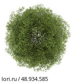top view of small-leaved lime tree isolated on white background. Стоковое фото, агентство Ingram Publishing / Фотобанк Лори