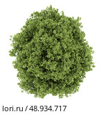 top view of small-leaved lime tree isolated on white background. Стоковое фото, агентство Ingram Publishing / Фотобанк Лори