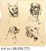 Set of Dogs heads - dalmatian, bloodhound, bulldog hand drawn illustration - sketch in vintage style. Стоковая иллюстрация, агентство Ingram Publishing / Фотобанк Лори