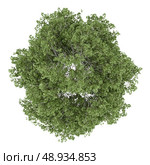 top view of silver birch tree isolated on white background. Стоковое фото, агентство Ingram Publishing / Фотобанк Лори