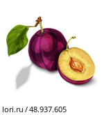 Blue natural organic sweet plum fruit sliced in half with seed leaves and yellow juicy meat isolated hand drawn sketch vector illustration. Стоковая иллюстрация, агентство Ingram Publishing / Фотобанк Лори