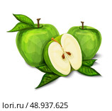 Green natural organic sweet apple fruit sliced in half with seeds and leaves isolated hand drawn sketch vector illustration. Стоковая иллюстрация, агентство Ingram Publishing / Фотобанк Лори