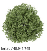 top view of english oak tree isolated on white background. Стоковое фото, агентство Ingram Publishing / Фотобанк Лори